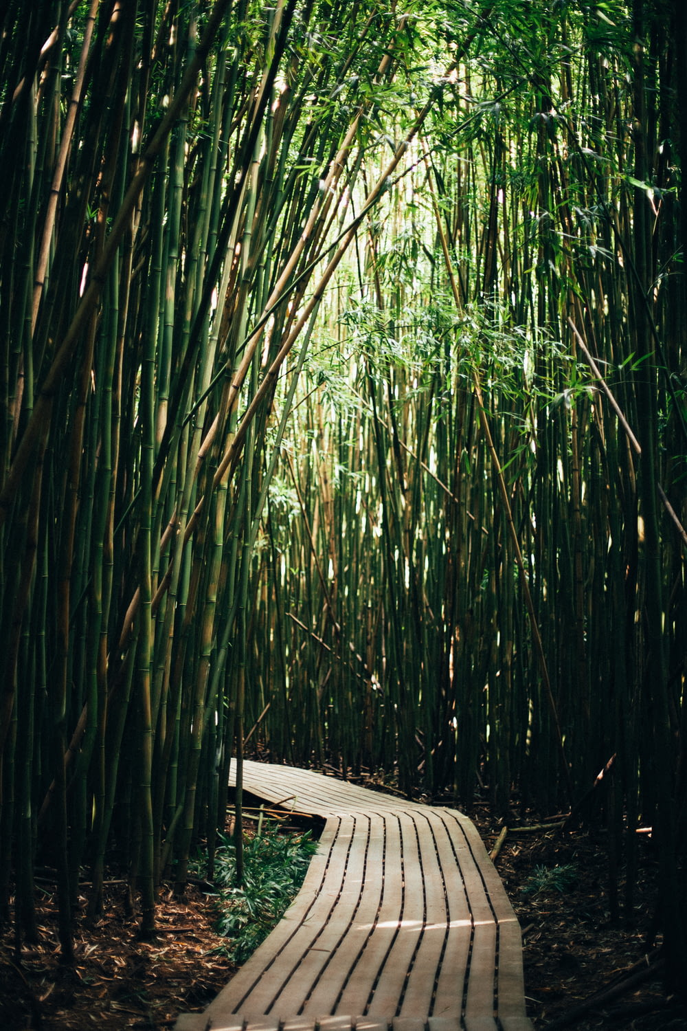 brown pathway surrounded with green bamboos
