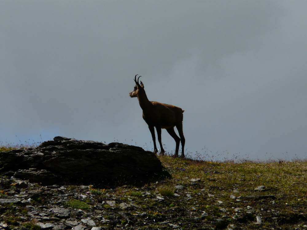 brown elk on green field