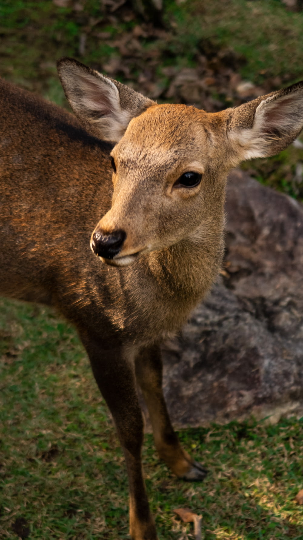 closeup photography of brown deer