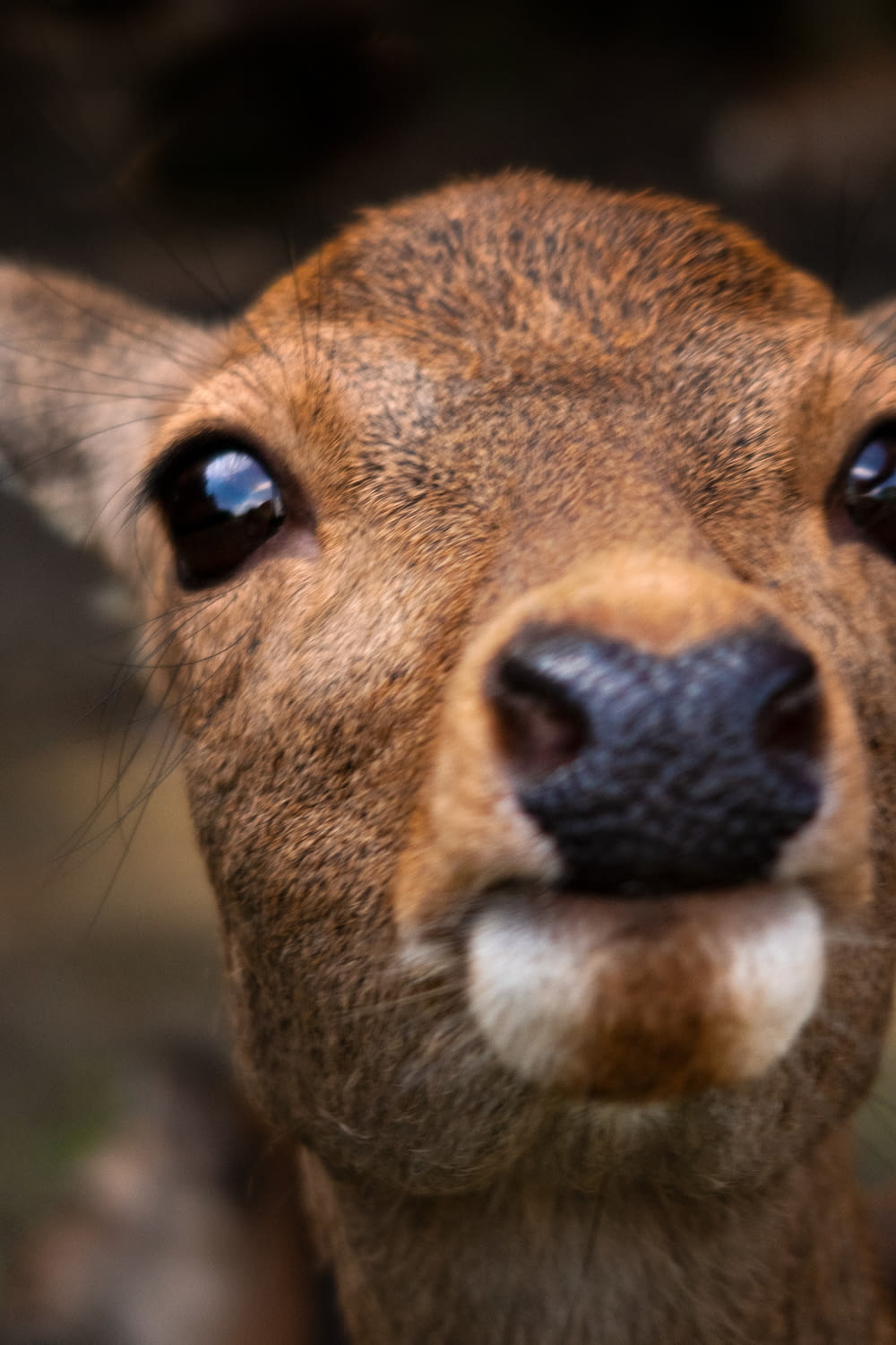 close up photography of brown deer