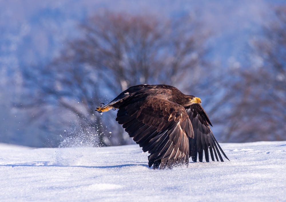 black bird in flight over snow