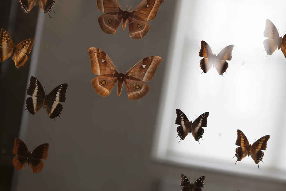 assorted moth and butterfly decors