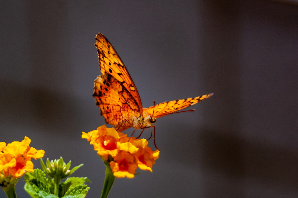 selective focus photography of brown butterfly on flower