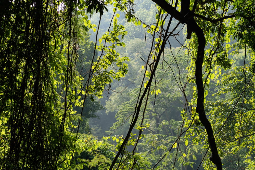 green forest scenery