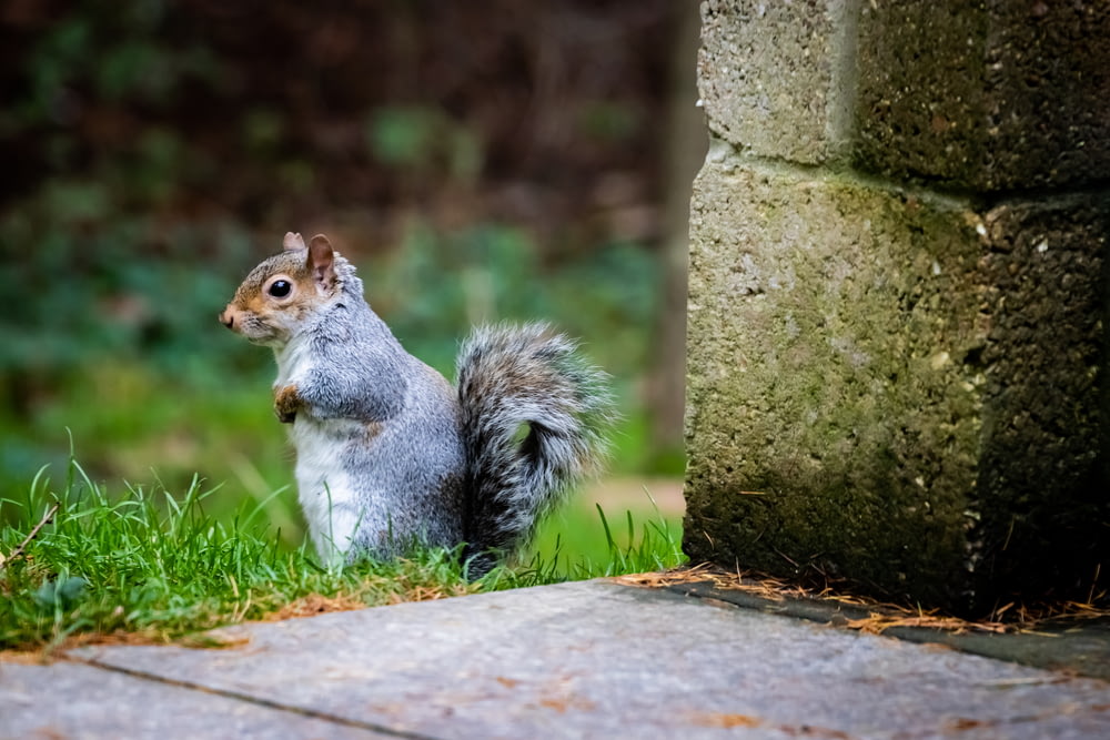푸른 잔디에 회색 다람쥐의 선택적 초점 사진