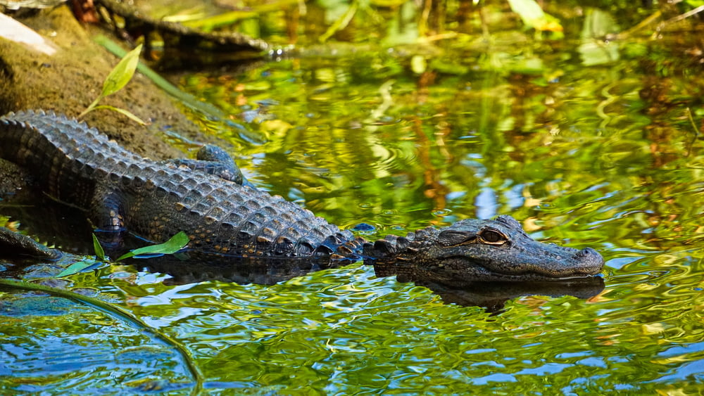 Photo de mise au point peu profonde d’un alligator sur un plan d’eau pendant la journée