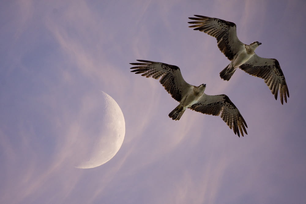 dois pássaros voadores sob a lua