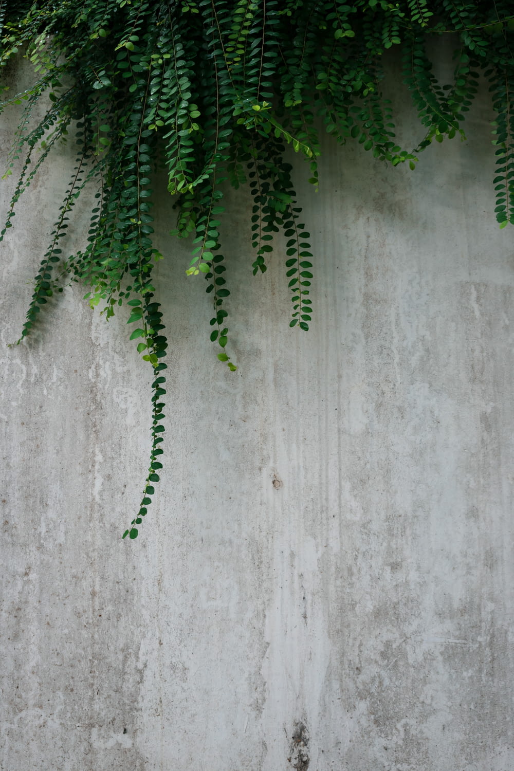 green fern plants beside gray wall