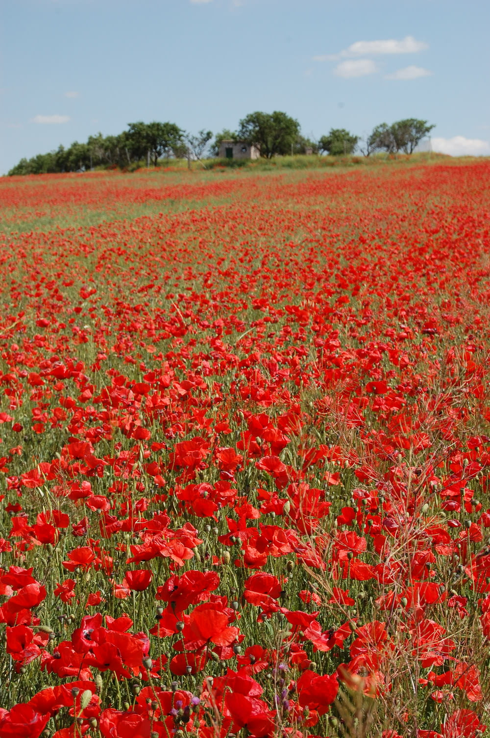 campo de flores de pétalos rojos