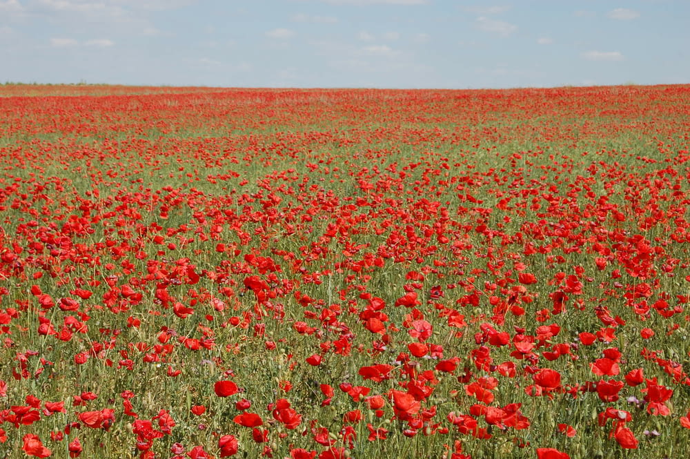 campo de flores de amapola roja