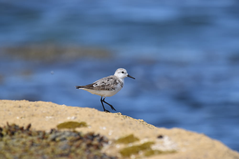 grey and white bird on rock