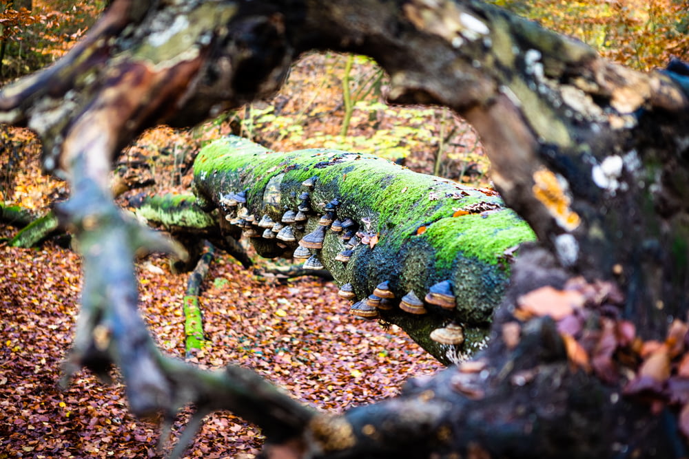 a mossy log in the middle of a forest