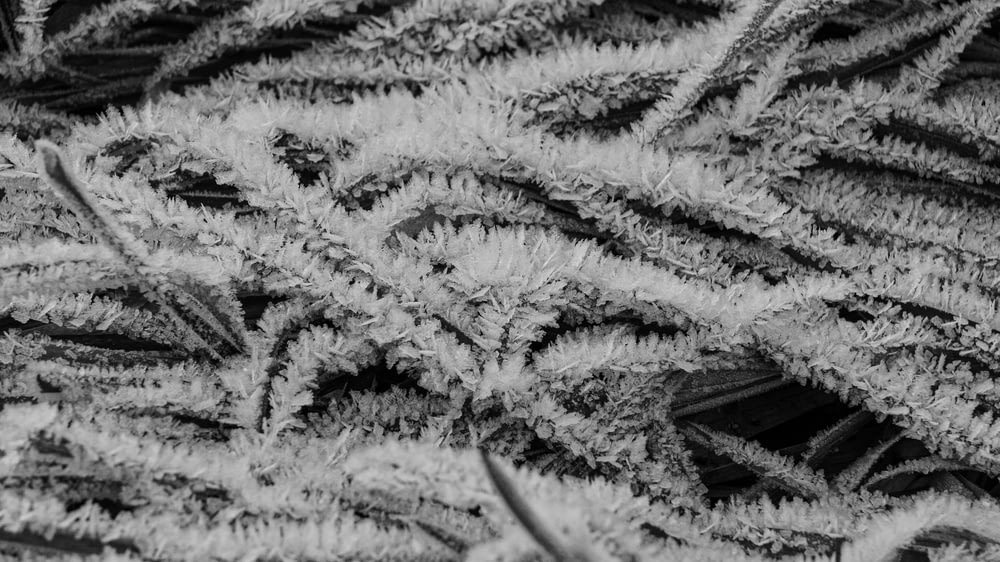 a black and white photo of frosted plants