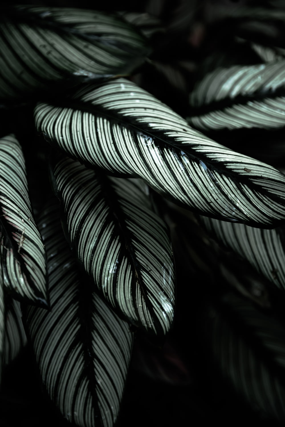 gray and black-leafed plants