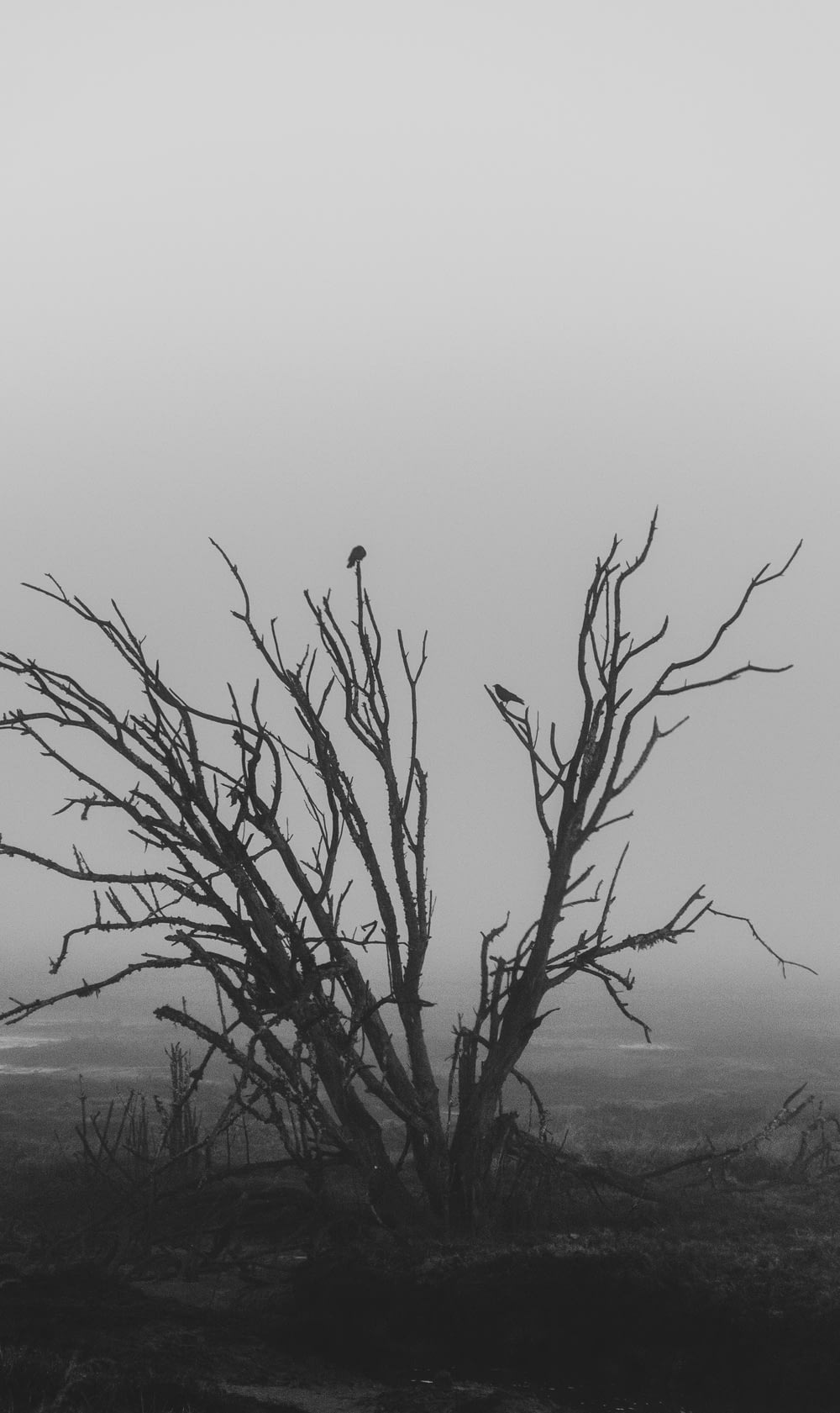 Photographie en niveaux de gris d’un arbre flétri