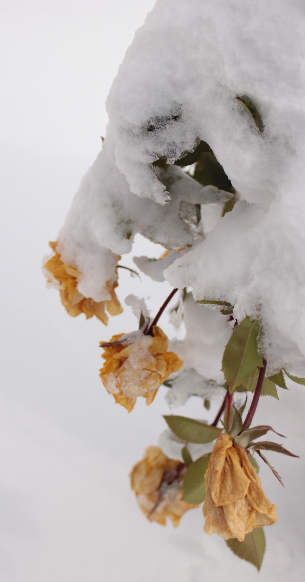 selective focus photography of brown flowers covered with snow