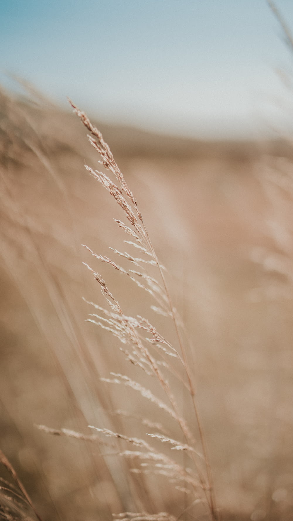 selective focus photography of grass