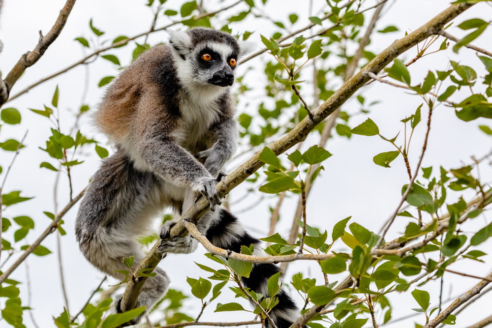 Lemur auf Baum