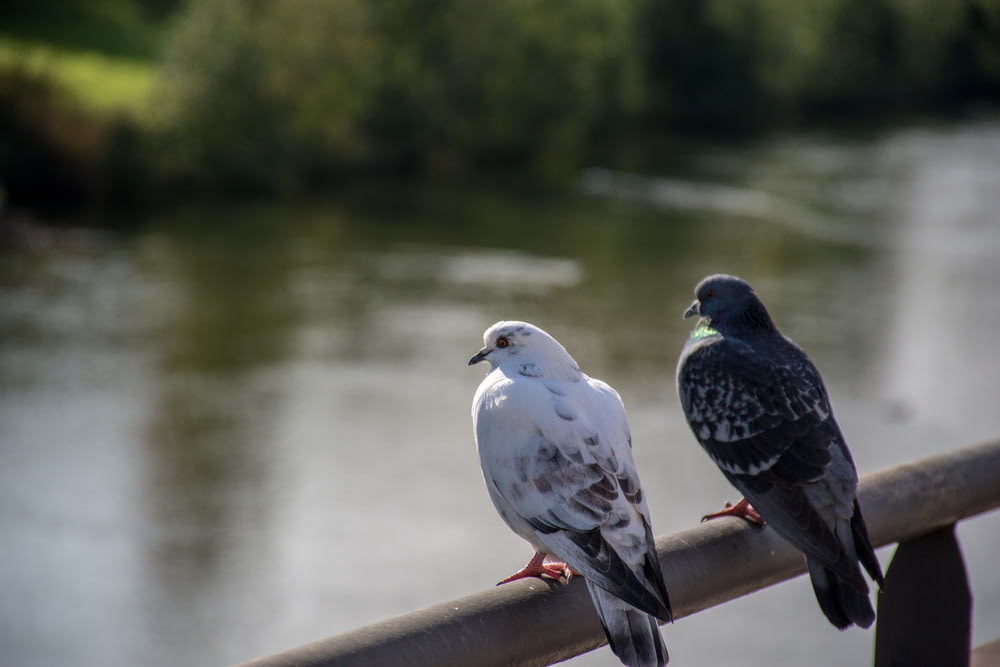 white and black pigeons