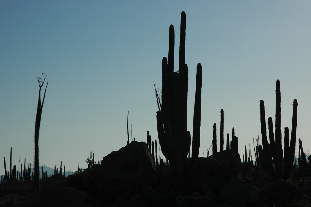 silhouette of cactus scenery
