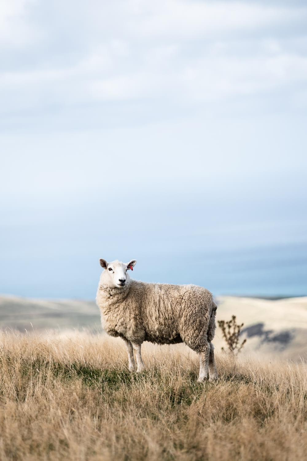 moutons blancs sur le terrain