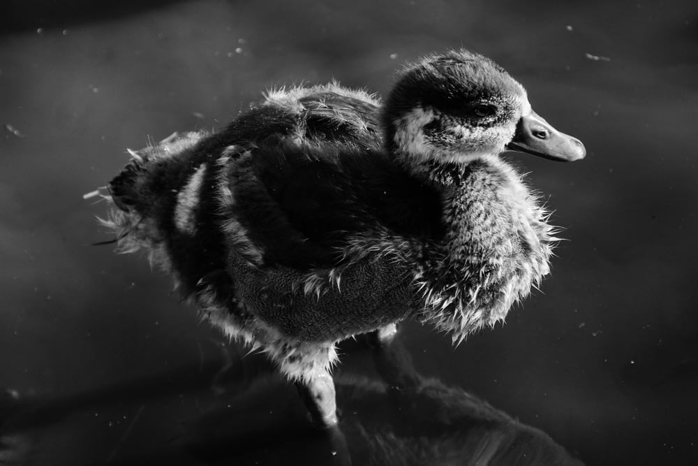 greyscale photography of duckling