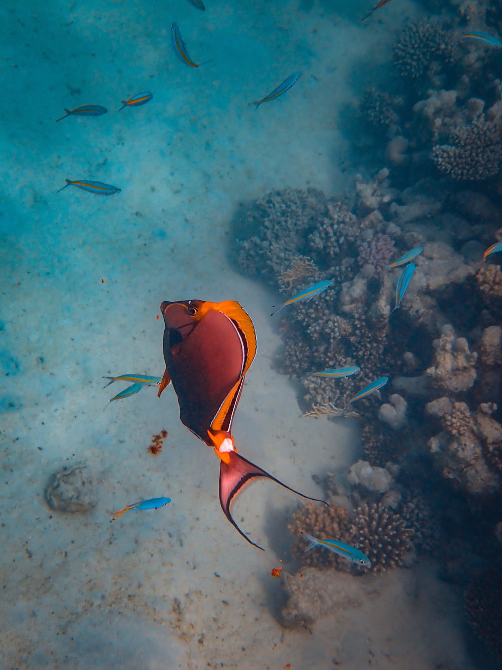 under water photography of orange fish
