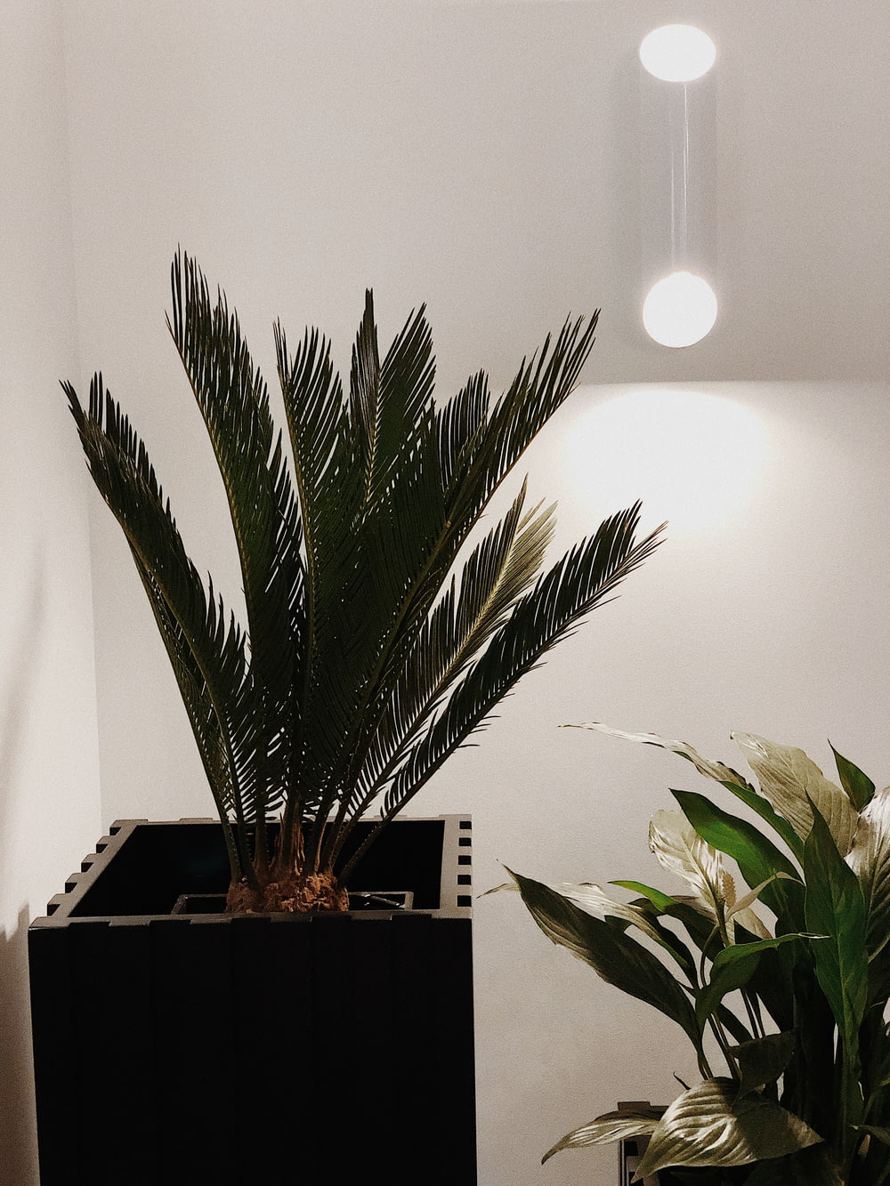 a potted plant sitting on top of a black box