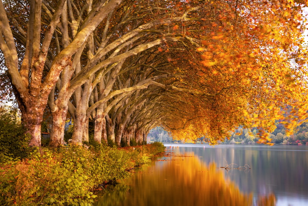 brown leaf trees near body of water