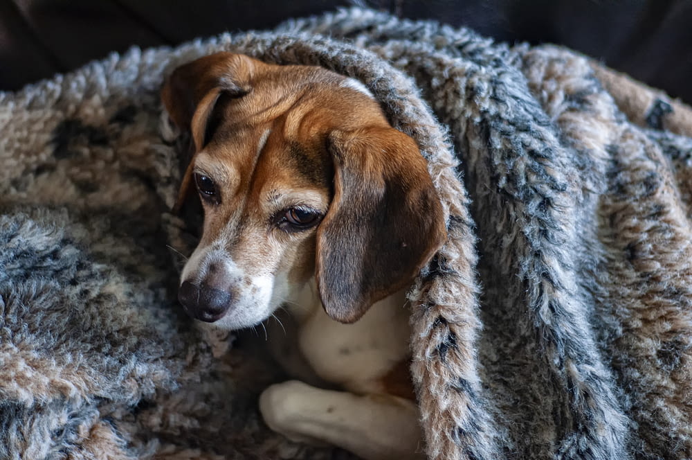 beagle under comforter