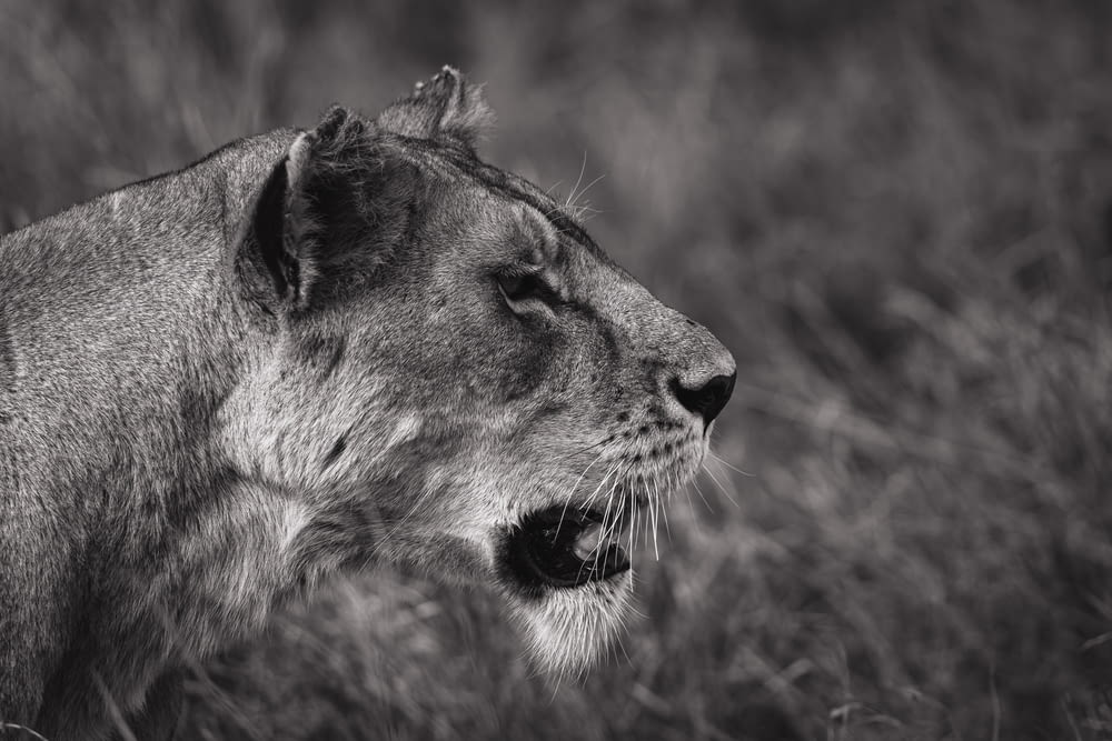 grayscale photography of lioness with open mouth
