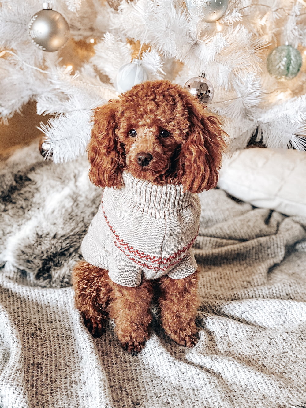 brown toy poodle with white and red costume