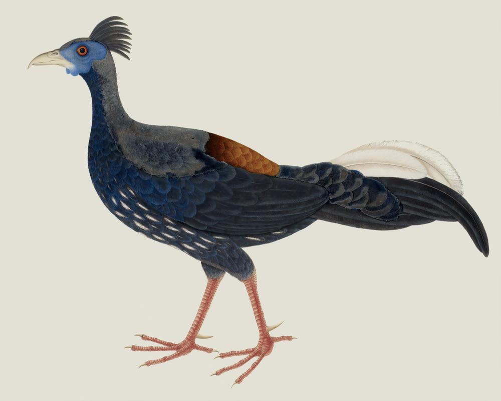 blue and gray Crested fireback pheasant