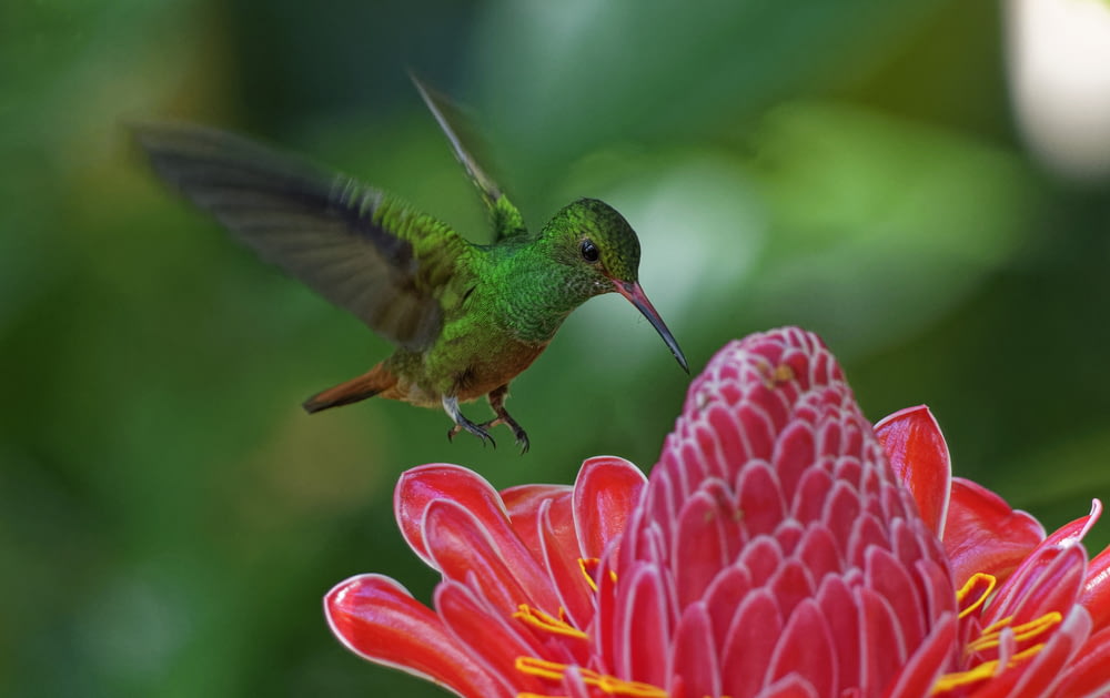 green hummingbird flying over red petaled flower