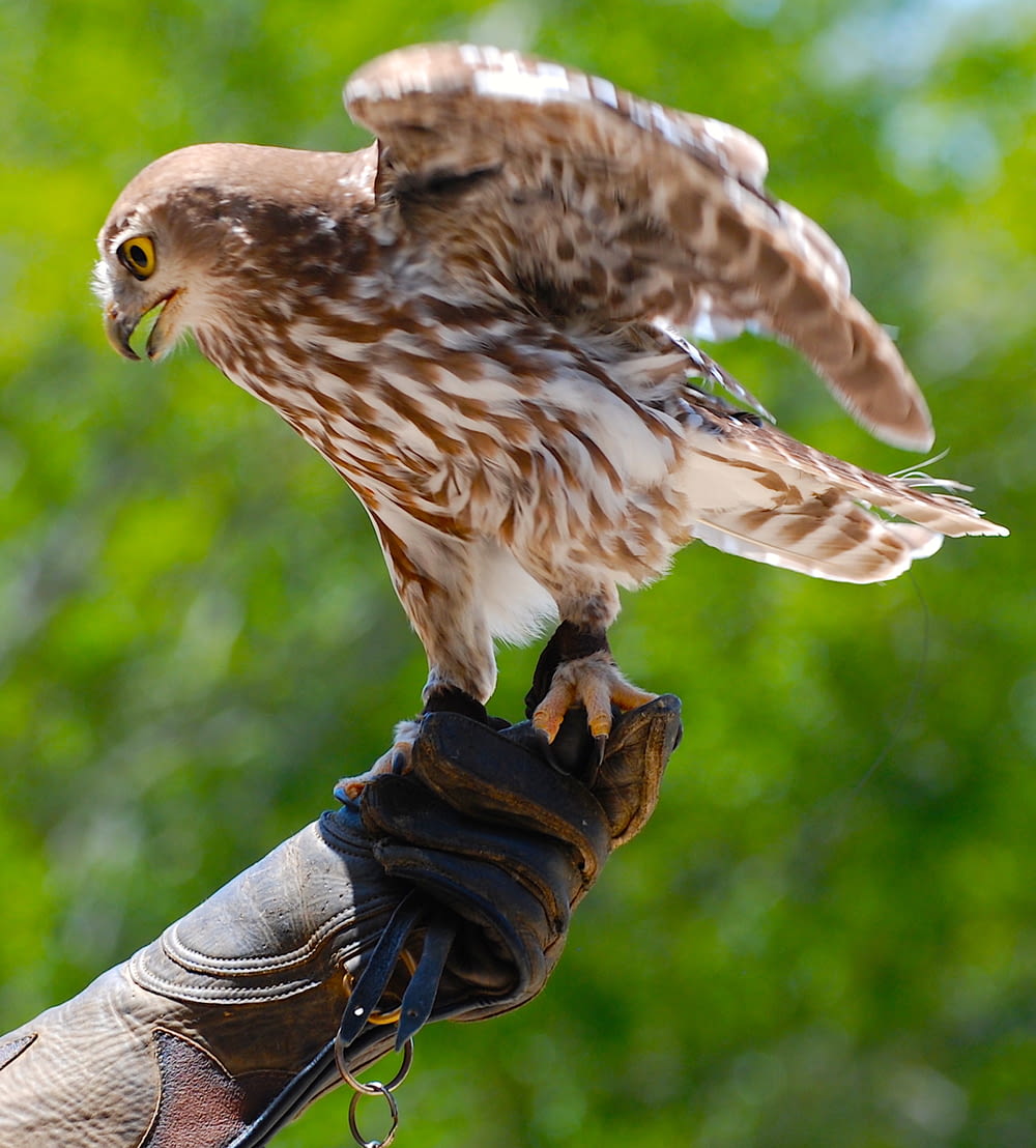 brown and white falcon
