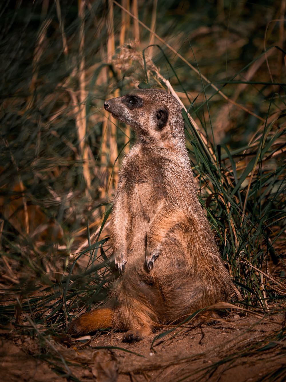 brown and gray meerkat