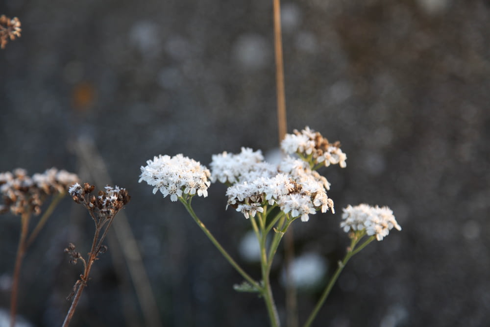 macro photography of white petaled flowers