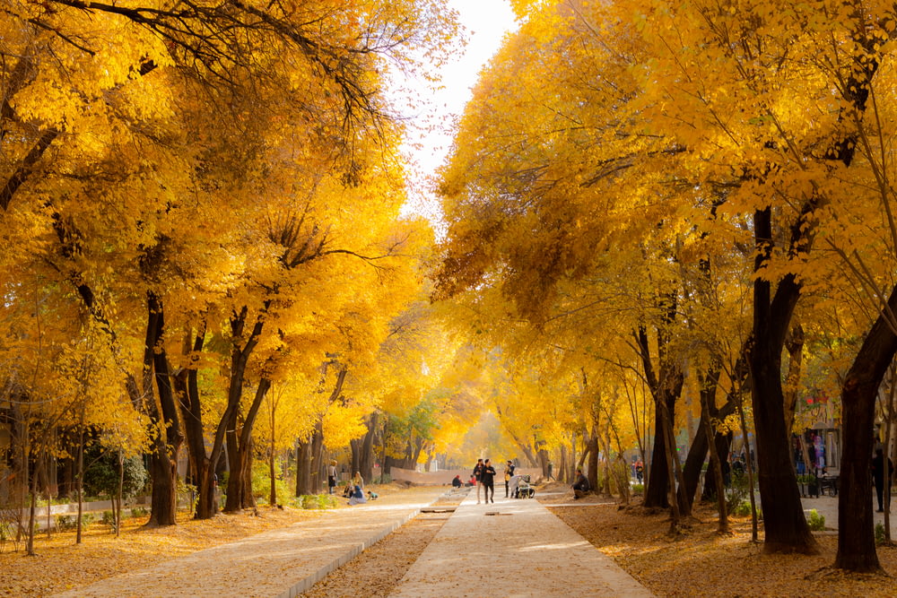 walkway between yellow trees