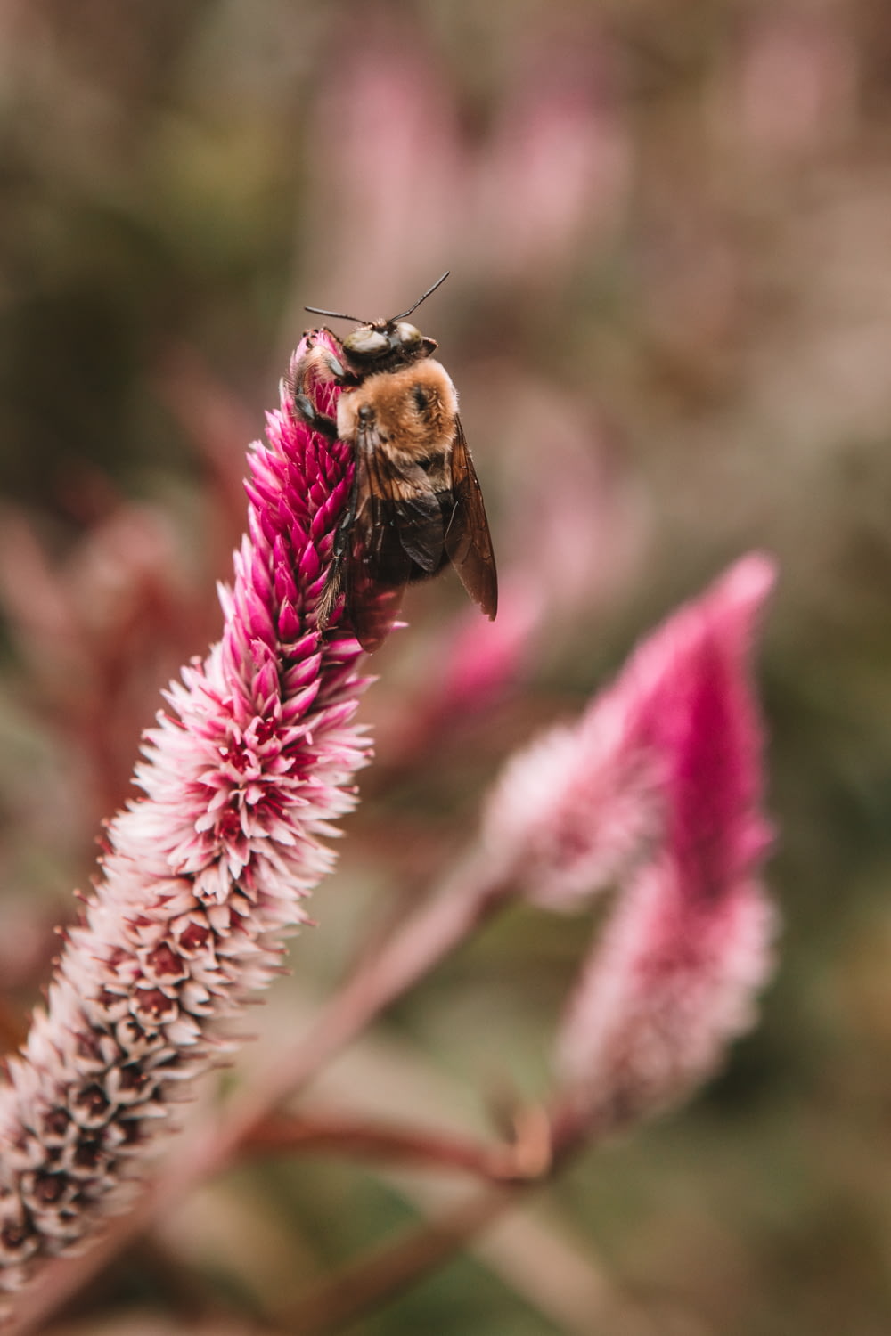 abeja marrón en flores moradas y blancas