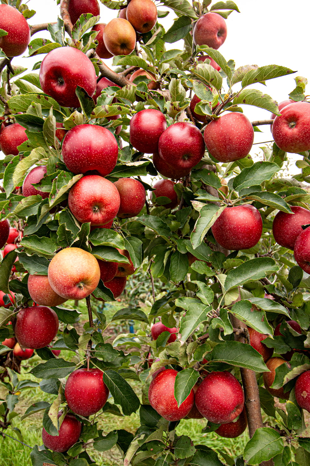 foto ravvicinata di frutti di mela rossa