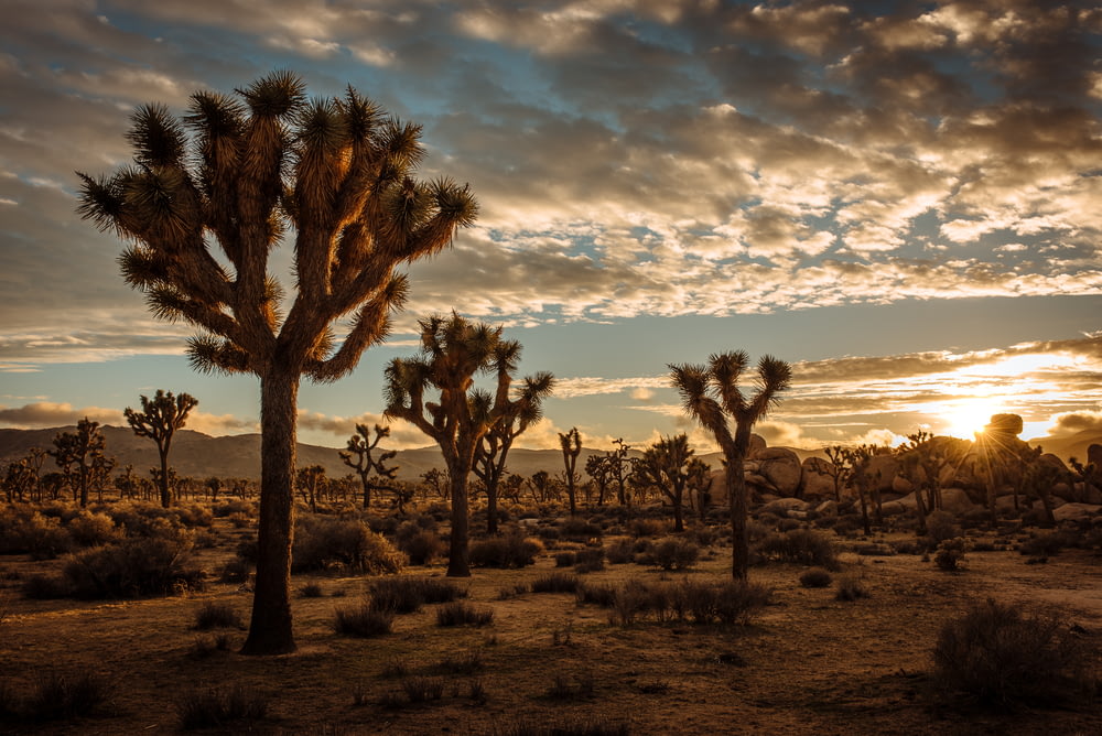 Piante di cactus nel deserto