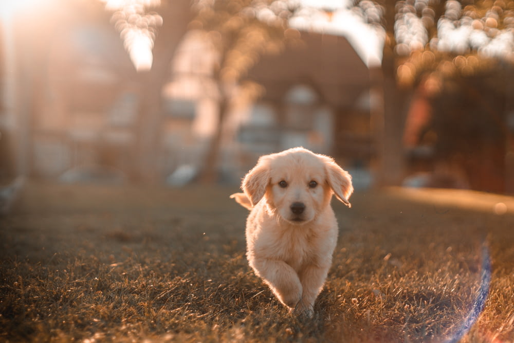 野原を走る黄色いラブラドールの子犬