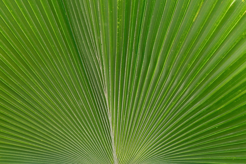 macro photography of green palm plant