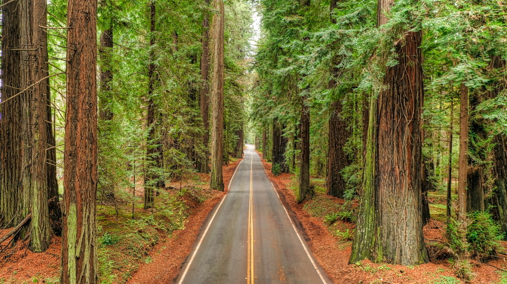 empty road between trees