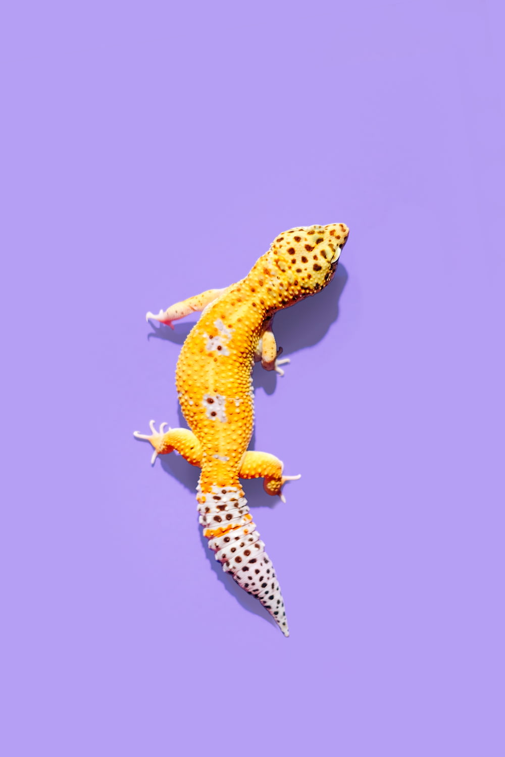 Gecko jaune