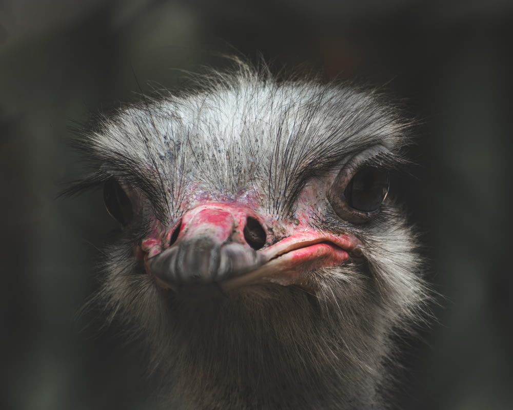 shallow focus photo of gray ostrich head