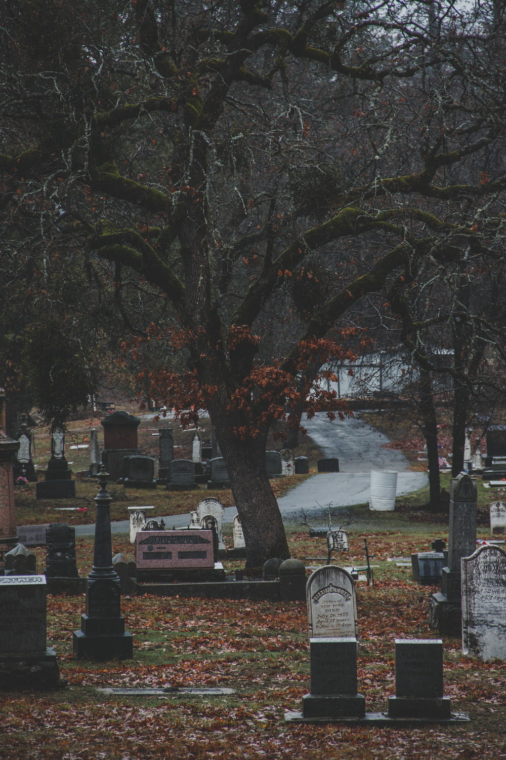 cimitero vicino all'albero
