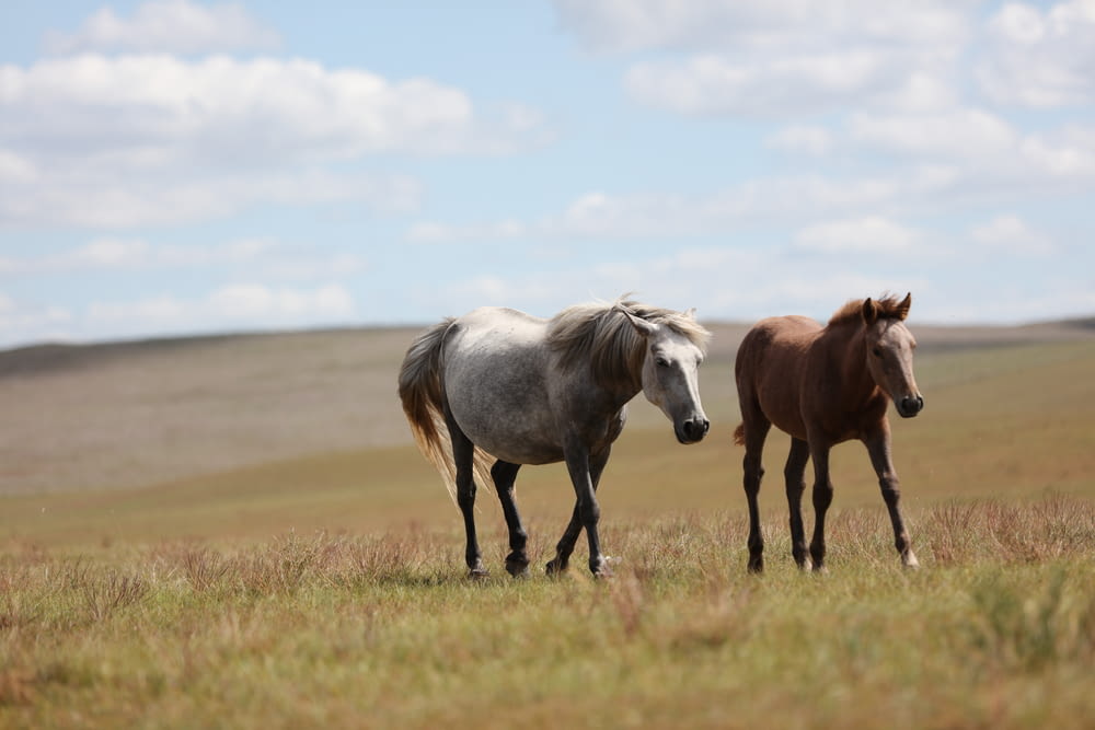 white and brown horses photograph