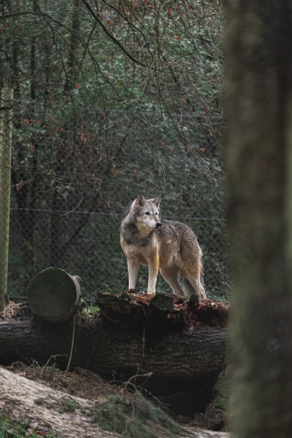 gray wolf on fallen tree during daytime