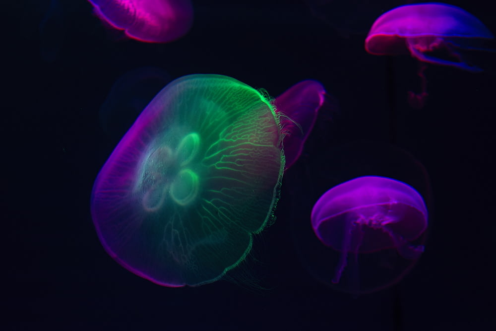 purple and green jellyfish photograph